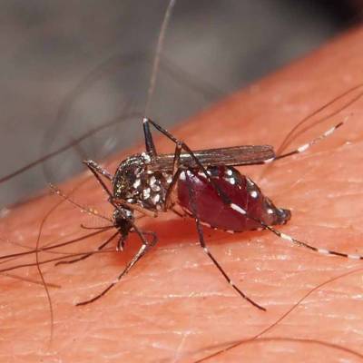 Moustique-tigre (Aedes albopictus) © D. Martiré/INPN