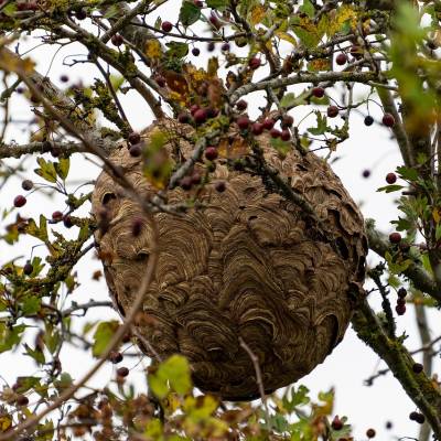 Nid de frelons asiatiques - Didier Aires/Pixabay