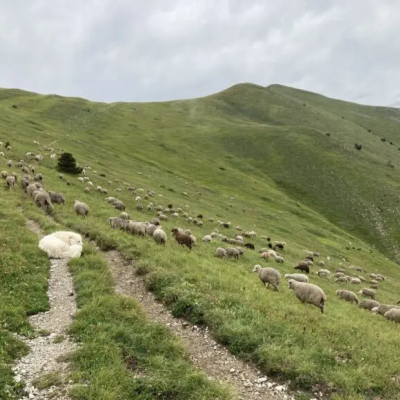 Les chiens de protection des troupeaux : les patous © Pasto Kezako