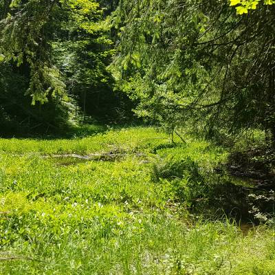 Gouille avant retrait d’une partie du radeau végétal © Marie-Anaïs Lien