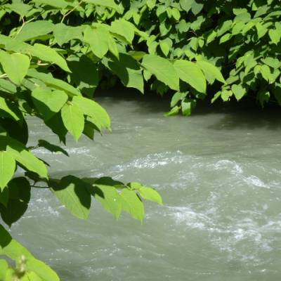 Renouée du Japon - Rivière Arly