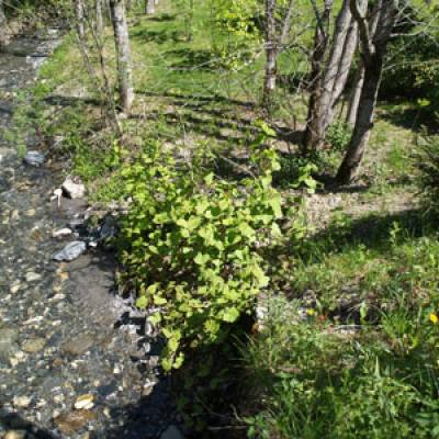 Ruisseau ou torrent de Praz-sur-Arly ? - photo récupérée sur ancien site Internet