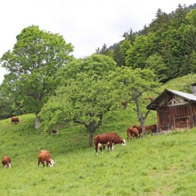 Vaches d'Abondance