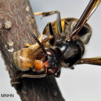 Frelon asiatique à pattes jaunes (Vespa velutina) dépeçant une abeille © Quentin Rome/MNHN
