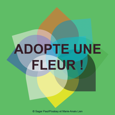 Adopte une fleur - Sagar Paul/Pixabay et Marie-Anaïs Lien