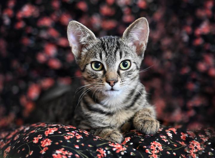 Association Les Mal-Barrés - Laura Peticca