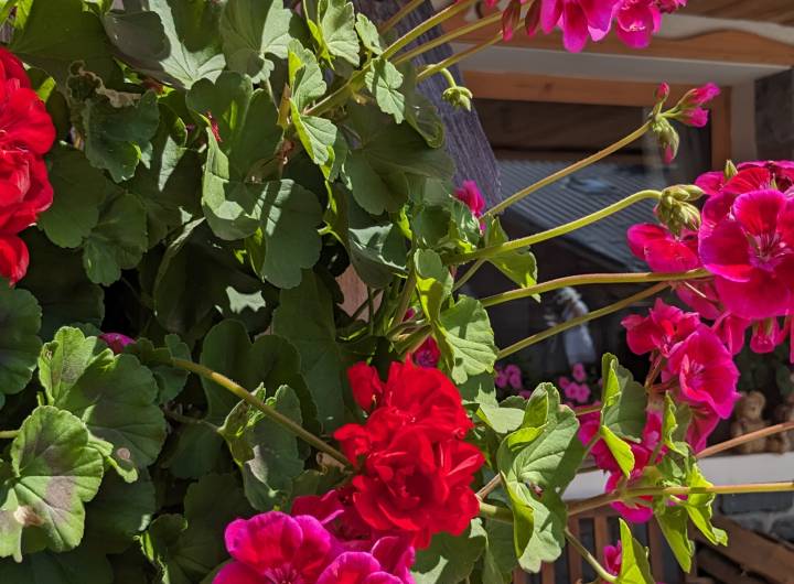 Concours des maisons fleuries 2024 : catégorie &quot;Hébergeurs professionnels&quot; - Marie-Anaïs Lien