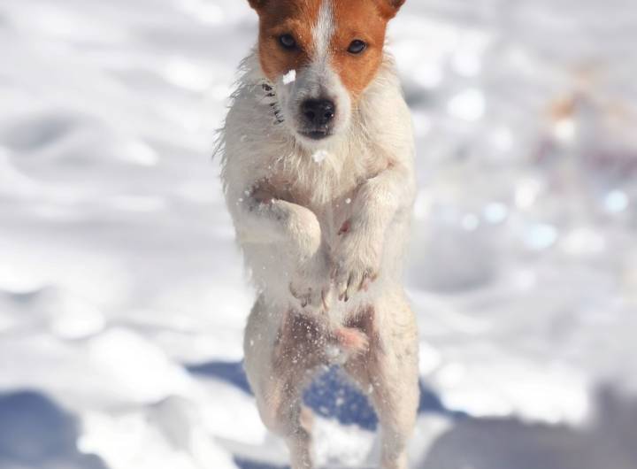 Association Les Mal-Barrés - Laura Peticca