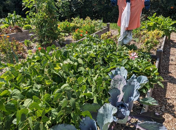 Concours des maisons fleuries 2024 : catégorie &quot;Jardins partagés&quot; - Marie-Anaïs Lien