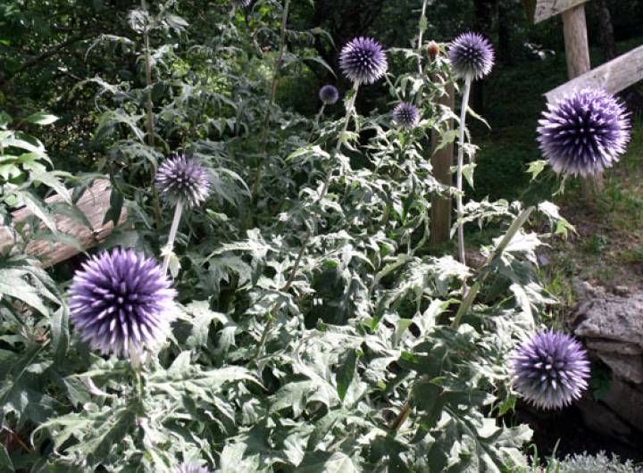 Concours des maisons fleuries 2010