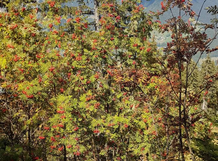 Sentier des Tendues : quand les sorbiers des oiseaux (Sorbus aucuparia) sont chargés en baies rouge comme cette année, un dicton dit que l'hiver sera rude. Alors, préparez-vous !