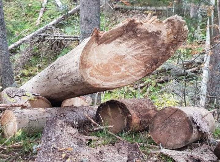 Arbres coupés autour de la Gouille noire © Marie-Anaïs Lien