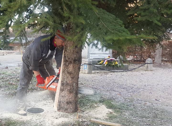 Taille du tronc du sapin