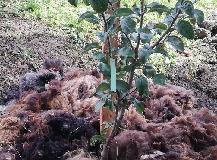 Fête du Verger : essence locale plantée - Gaëlle Émonet