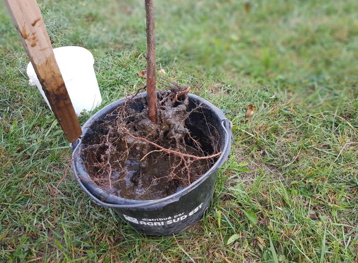 Plantation d'arbres fruitiers en contrebas du verger communal, avec les élèves de l'école des Éterlous - Marie-Anaïs Lien