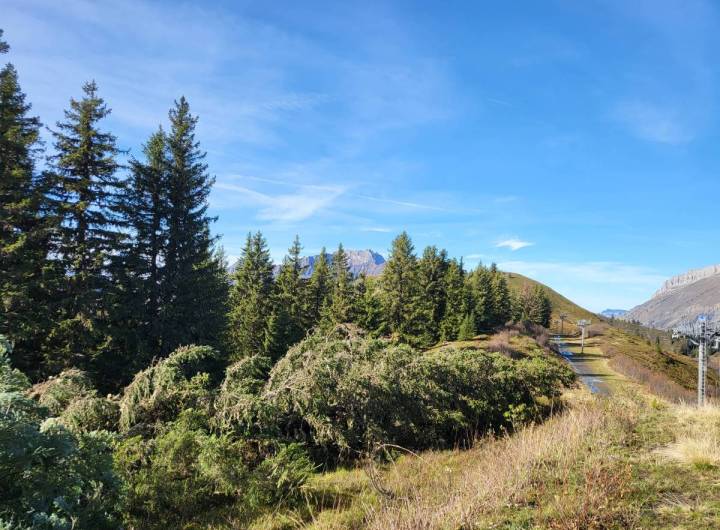 Reconquête pastorale : arbre abattu en lisière, sur la crête en direction de la Tête du Torraz - Pierre Bessy