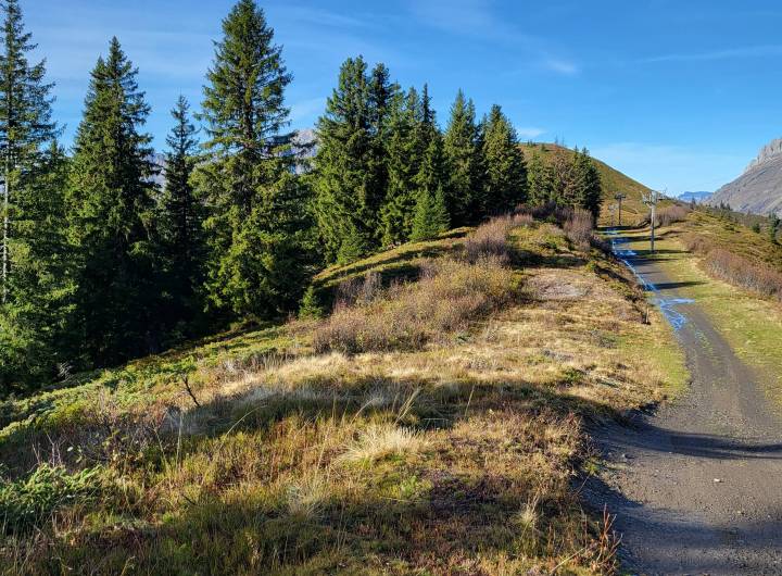 Sur la crête en direction de la Tête du Torraz, avant le débroussaillage - Pierre Bessy