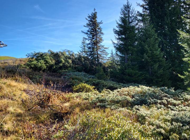 Sur la crête en direction de la Tête du Torraz, broussaille composée de genévriers, myrtilliers... - Pierre Bessy