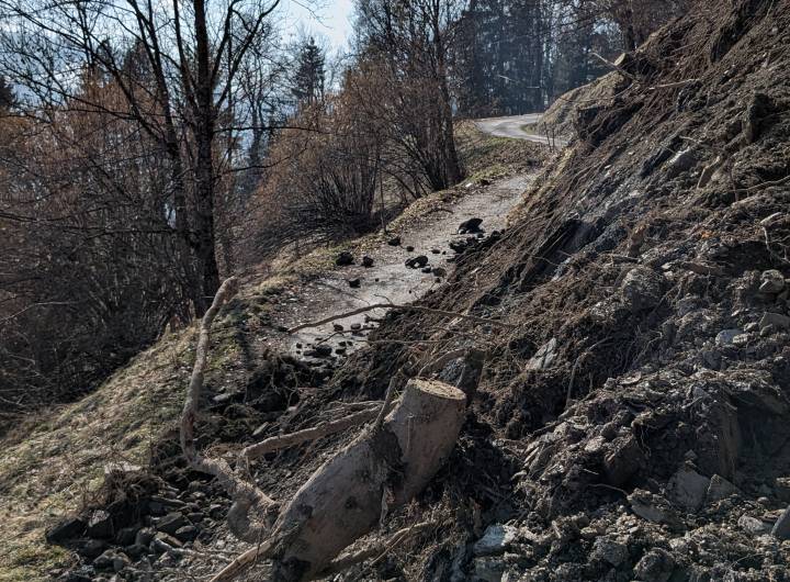 Arbre coupé © Marie-Anaïs Lien