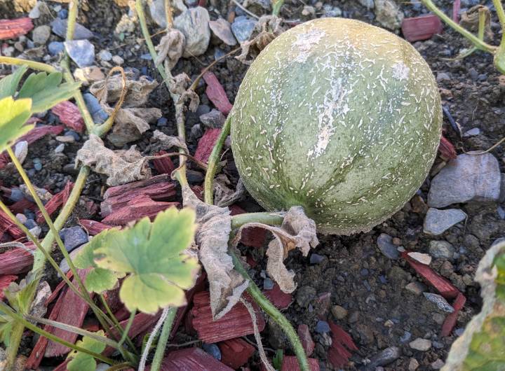 Concours des maisons fleuries 2023 : remise des prix et inauguration des jardins partagés le 26 septembre 2023