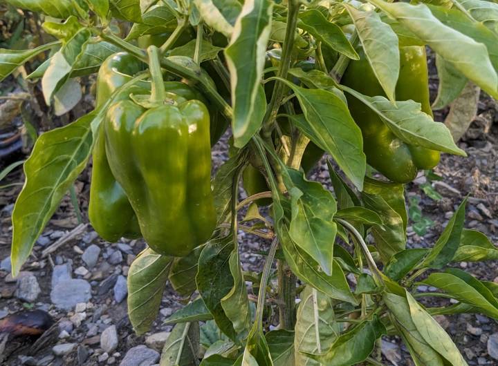 Concours des maisons fleuries 2023 : remise des prix et inauguration des jardins partagés le 26 septembre 2023