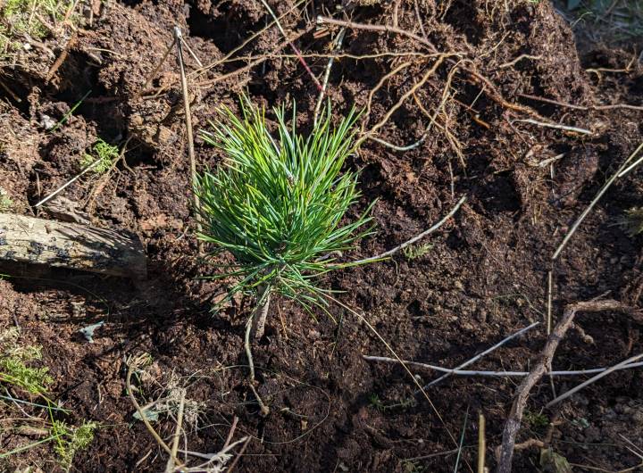 Plantation de l'ONF et des élèves de l'école des Éterlous aux Évettes, le 10 octobre 2023 - Marie-Anaïs Lien