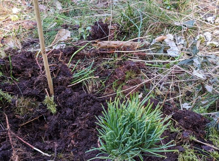 Plantation de l'ONF et des élèves de l'école des Éterlous aux Évettes, le 10 octobre 2023 - Marie-Anaïs Lien
