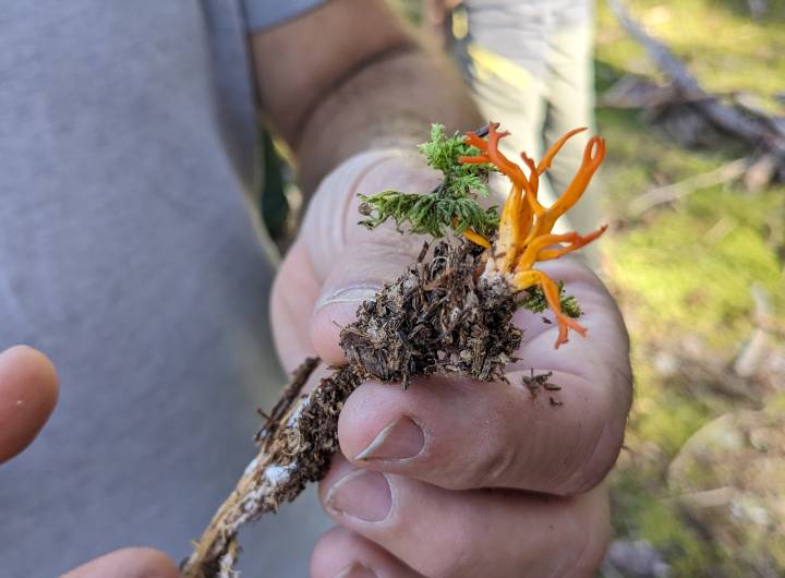 Plantation de l'ONF et des élèves de l'école des Éterlous aux Évettes, le 10 octobre 2023 - Marie-Anaïs Lien