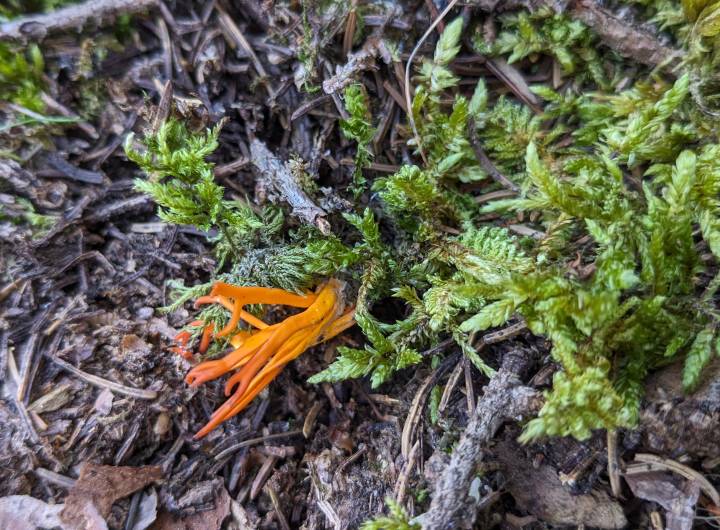 Plantation de l'ONF et des élèves de l'école des Éterlous aux Évettes, le 10 octobre 2023 - Marie-Anaïs Lien