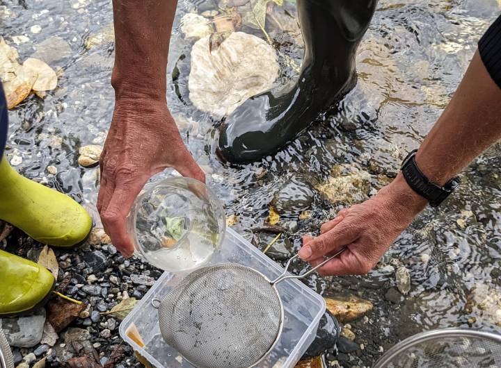 Sortie des élèves des Éterlous au bord de l'Arly, le 19/10/2023 : biodiversité, pollution... - Marie-Anaïs Lien