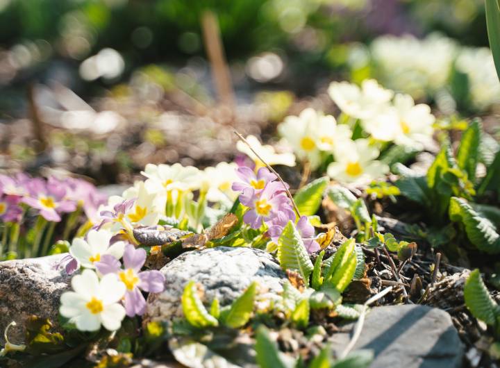 Nettoyage de printemps du 5 avril 2025 - Émile Plot