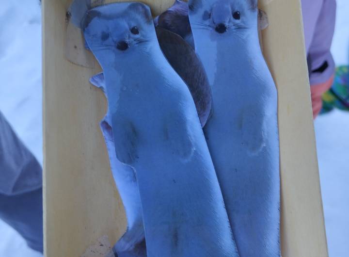 Animation de la CCPMB et du Centre de la nature montagnarde "La faune et l'hiver" à l'école maternelle Saint-Joseph de Praz, pour les moyenne et grande sections - Christiane Pelloux