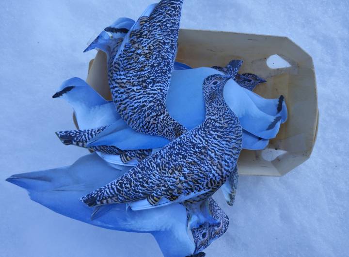 Animation de la CCPMB et du Centre de la nature montagnarde "La faune et l'hiver" à l'école maternelle Saint-Joseph de Praz, pour les moyenne et grande sections - Christiane Pelloux