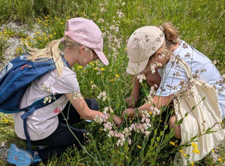 Création d'un herbier par les élèves de CM1 et CM2 avec la présidente d'Arlyca Montana, Émilie Allard - Françoise Perrin