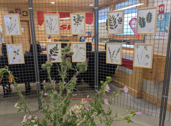 Exposition de l'herbier des élèves de CM1 et CM2 dans le local de l'ESF - Marie-Anaïs Lien