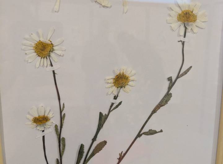 Exposition de l'herbier des élèves de CM1 et CM2 dans le local de l'ESF - Marie-Anaïs Lien