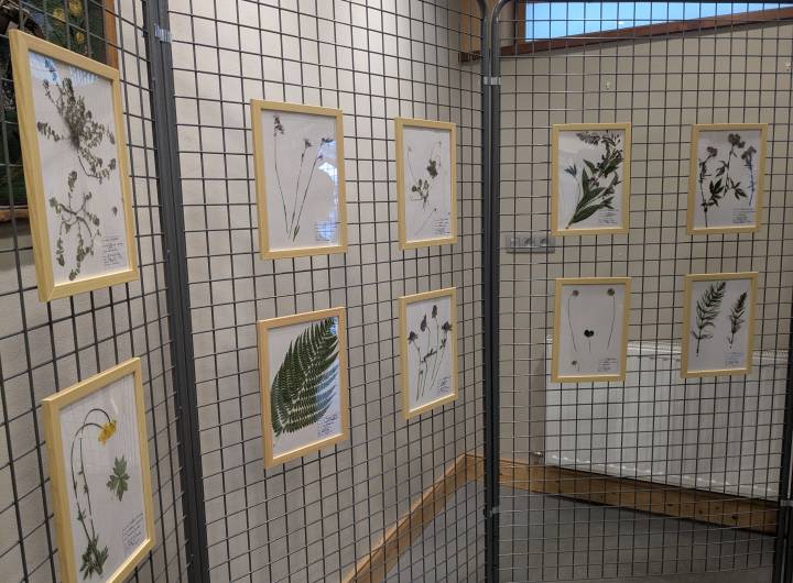 Exposition de l'herbier des élèves de CM1 et CM2 dans le local de l'ESF - Marie-Anaïs Lien
