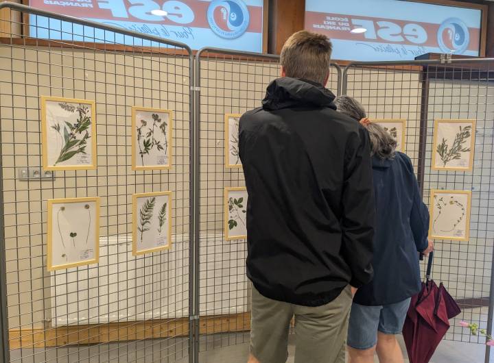 Exposition de l'herbier des élèves de CM1 et CM2 dans le local de l'ESF - Marie-Anaïs Lien