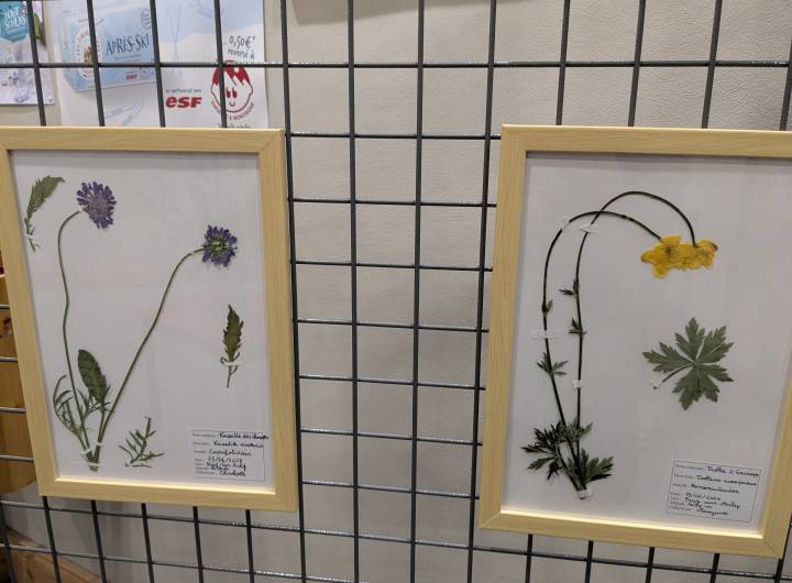 Exposition de l'herbier des élèves de CM1 et CM2 dans le local de l'ESF - Marie-Anaïs Lien