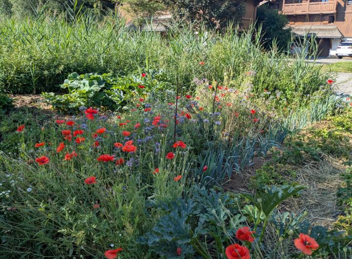 Concours des Maisons Fleuries : remise des prix du 19/09/2026 - Marie-Anaïs Lien