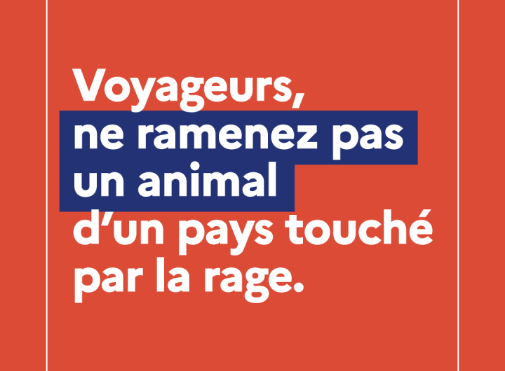 Campagne de prévention contre la rage : carrousel 2