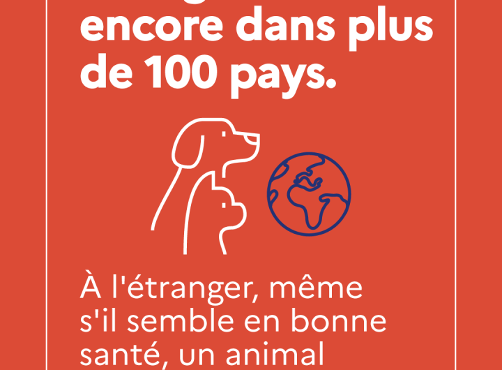 Campagne de prévention contre la rage : carrousel 3