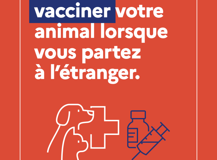 Campagne de prévention contre la rage : carrousel 5