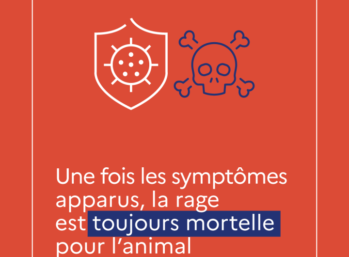 Campagne de prévention contre la rage : carrousel 6