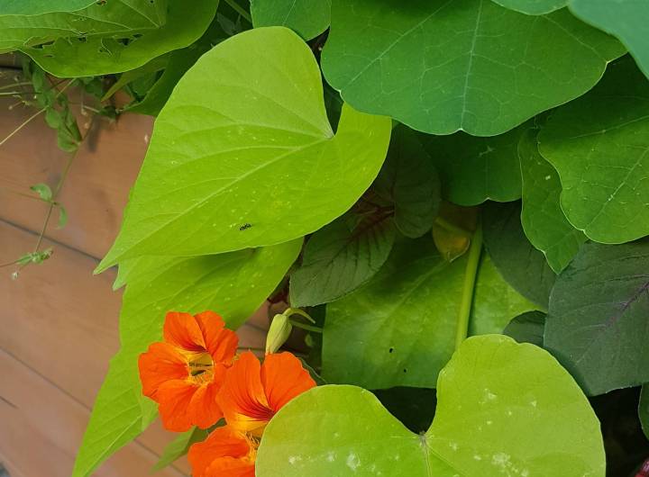 Fleurissement de Praz, devant la mairie