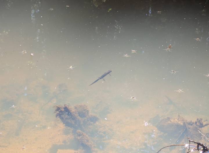 Triton alpestre observé dans la gouille. - Marie-Anaïs Lien