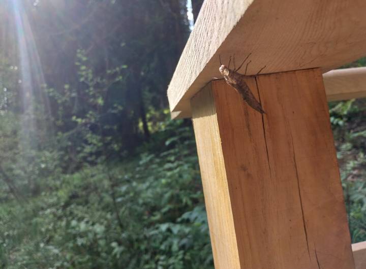 Mue de libellule (exuvie) retrouvée sur la plateforme quelques semaines après son installation. - Arthur Jacquemin/Asters, CEN 74