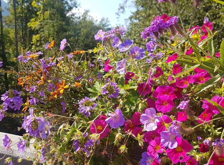 Fleurissement de Praz, sur le pont de l'Île