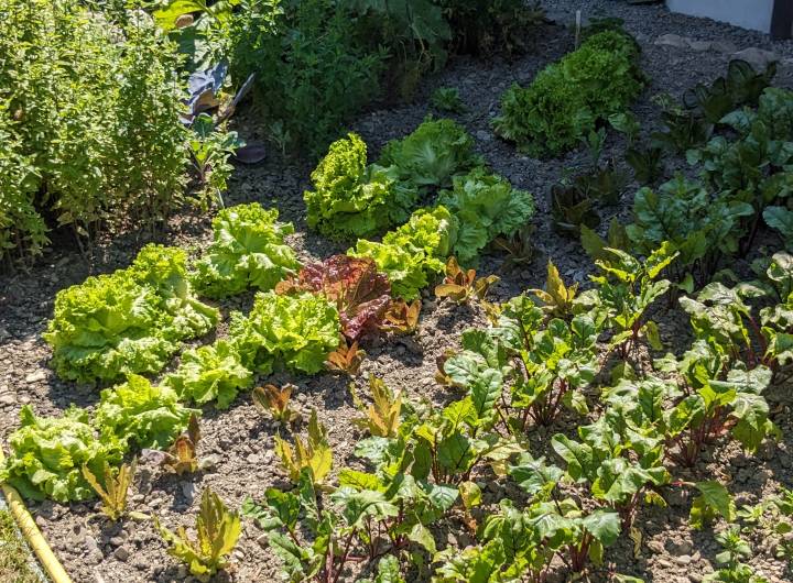 Concours des maisons fleuries 2024 : catégorie &quot;Chalets avec potager&quot; - Marie-Anaïs Lien