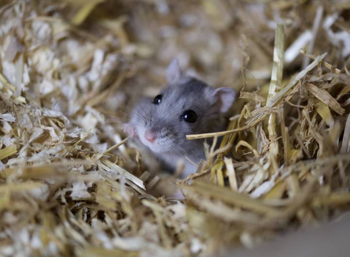 Association Les Mal-Barrés - Laura Peticca